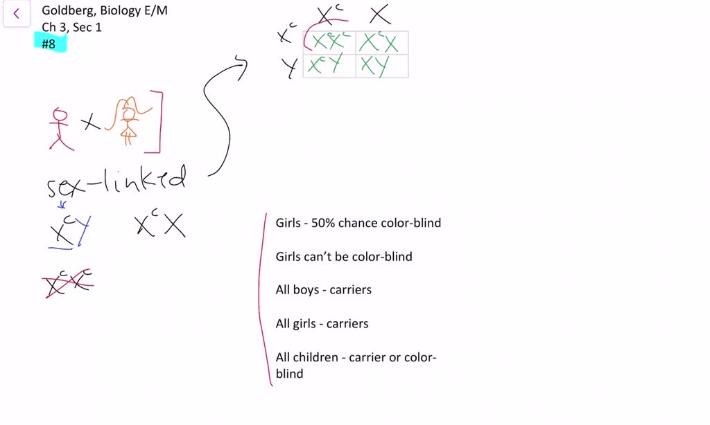 solved-a-man-who-is-color-blind-marries-a-woman-who-has-normal-color