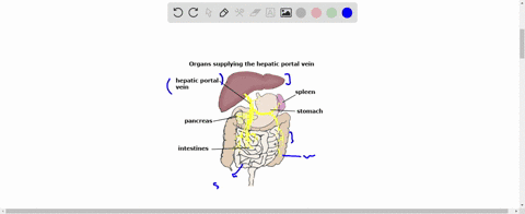 a-unique-vascular-connection-that-exist-between-the-digestive-tract-and-liver-is-called-a-renal-port