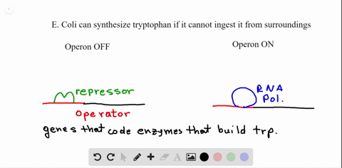 what-would-happen-if-the-operator-sequence-of-the-trp-operon-contained-a-mutation-that-prevented-the