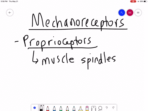 what-is-proprioception-and-what-is-the-role-of-muscle-spindles-page-306