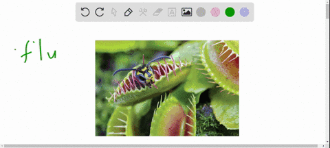 being-carnivorous-is-a-plant-adaptation-mainly-to-obtain-a-oxygen-b-phosphorus-c-potassium-d-nitroge