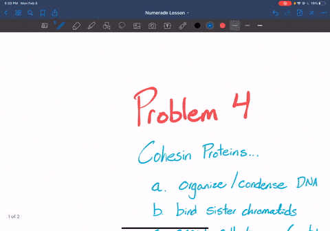 what-is-the-role-of-cohesin-proteins-in-cell-division-a-they-organize-the-dna-of-the-chromosomes-int