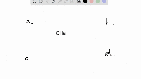 what-is-the-function-of-the-cilia-in-the-trachea-and-bronchi-a-to-sweep-air-into-and-out-of-the-lu-2