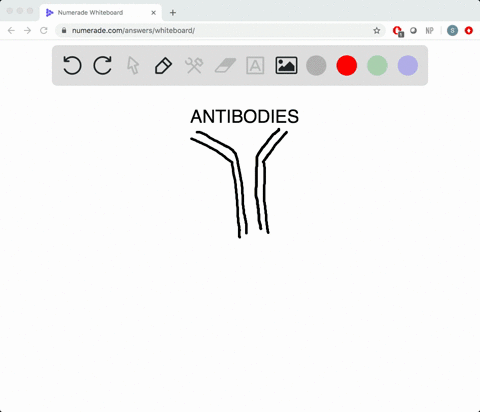 antibodies-are-___________-a-antigen-receptors-b-made-only-by-b-cells-c-proteins-d-all-of-the-above