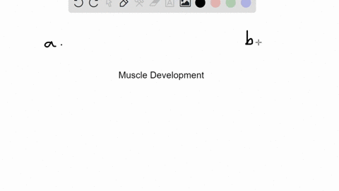 from-which-embryonic-cell-type-does-muscle-tissue-develop-a-ganglion-cells-b-myotube-cells-c-myoblas
