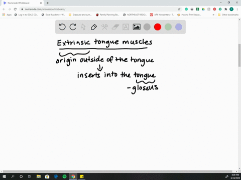 the-names-of-the-extrinsic-tongue-muscles-commonly-end-in-_________-a-glottis-b-glossus-c-gluteus-d-