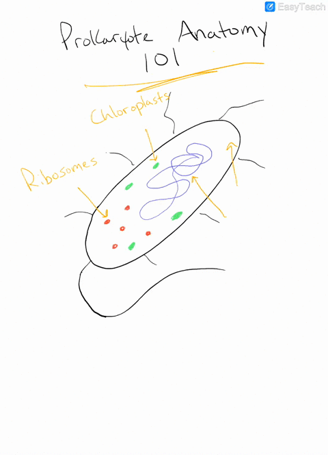 which-of-the-following-statements-about-prokaryotes-is-incorrect-a-prokaryotes-contain-ribosomes-b-s