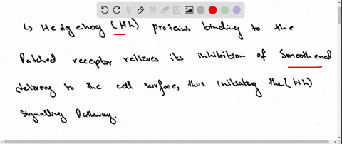 describe-the-events-required-for-full-activation-of-protein-kinase-b-name-two-effects-of-insulin-med