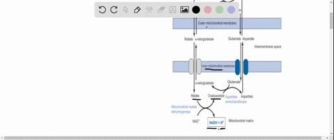 how-many-atps-are-synthesized-for-every-cytoplasmic-nadh-reducing-equivalent-that-is-transferred-int