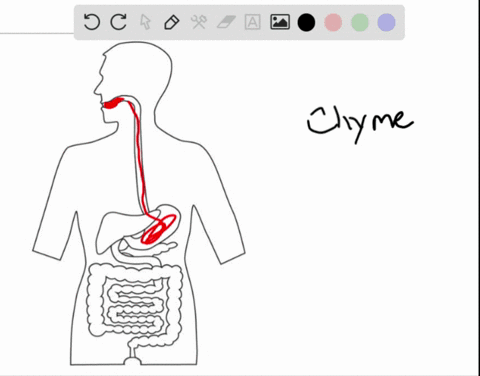 ammonia-is-a-toxic-product-of-the-digestion-of-___________-a-fats-b-proteins-c-carbohydrates-d-vitam