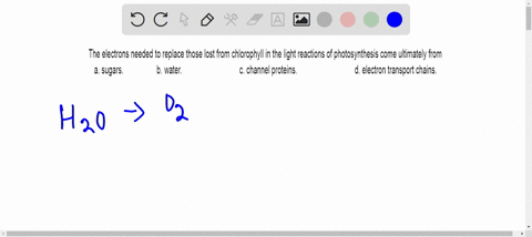 the-electrons-needed-to-replace-those-lost-from-chlorophyll-in-the-light-reactions-of-photosynthesis