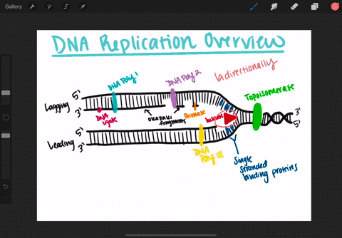SOLVED:DNA replication is bidirectional and discontinuous; explain your  understanding of those concepts. a. DNA polymerase reads the template  strand in the 3' to 5' direction and adds nucleotides only in the 5'