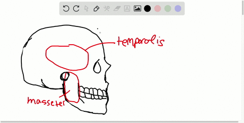 how-did-the-evolution-of-jaw-musculature-allow-mammals-to-spread