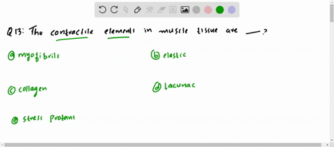 the-contractile-elements-in-muscle-tissue-are-a-myofibrils-b-elastic-c-collagen-d-lacunac-c-stress-p