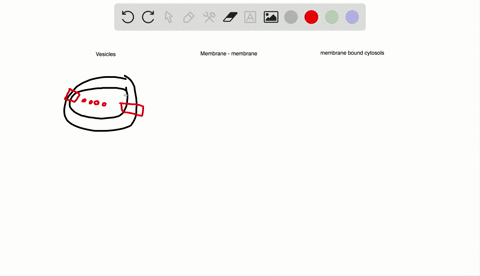 phospholipids-and-cholesterol-must-be-transported-from-their-site-of-synthesis-to-various-membrane-2