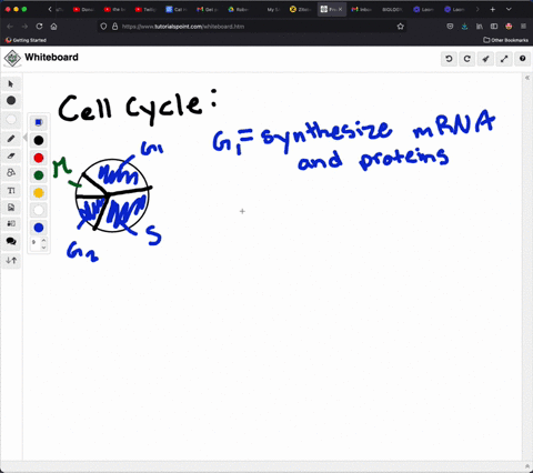 in-which-phase-of-the-cell-cycle-are-chromosomes-replicated-a-g1-phase-b-s-phase-c-m-phase-d-g2-phas