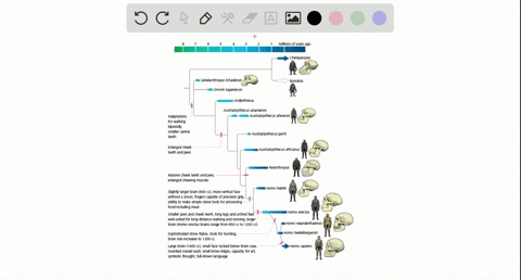 as-hominins-diverged-from-other-primates-which-of-the-following-appeared-first-beginarraylltext-a-re