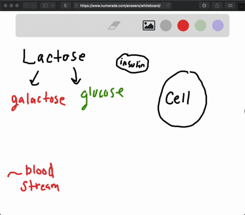 milk-sugar-which-is-the-disaccharide-lactose-contains-the-monosaccharides-glucose-and-galactose-afte