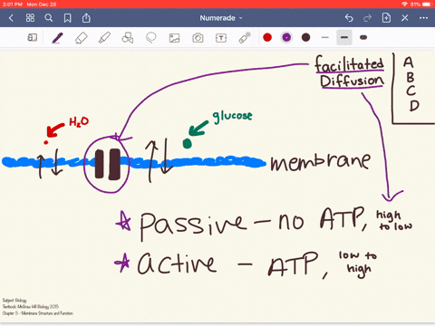 which-of-the-following-is-incorrect-regarding-facilitated-diffusion-a-it-is-a-passive-process-b-it-a