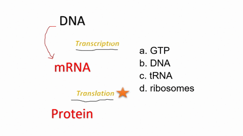 which-component-is-not-directly-involved-in-translation-a-gtp-b-dna-c-trna-d-ribosomes