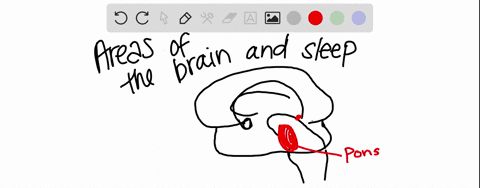 the_________-plays-a-role-in-controlling-slow-wave-sleep-a-hypothalamus-b-thalamus-c-pons-d-both-a-a