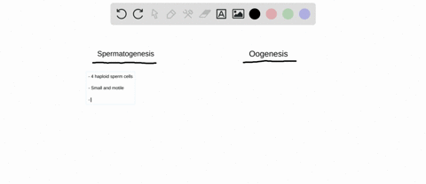 contrast-spermatogenesis-with-oogenesis-in-humans-how-do-these-processes-differ-with-respect-to-numb