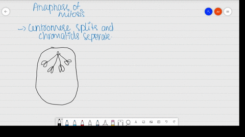 distinguish-anaphase-of-mitosis-from-anaphase-i-of-meiosis