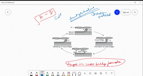 go-through-the-following-diagram-describing-muscle-contraction-identify-mathrma-to-mathrme-a-a-slidi