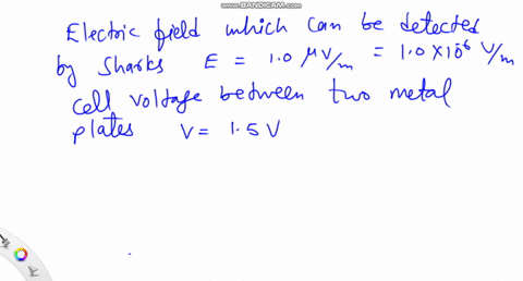 electrical-sensitivity-of-sharks-certain-sharks-can-detect-an-electric-field-as-weak-as-10-mu-mathrm