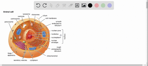 Solved:which Of The Following Is Surrounded By Two Phospholipid Bilayers?  A. Lysosomes B. Ribosomes C. Nucleolus D. Nucleus Solved:which Of The Following Is Surrounded By Two Phospholipid Bilayers?  A. Lysosomes B. Ribosomes C. Nucleolus D. Nucleus