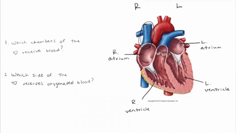 Solved:which Chamber Initially Receives Blood From The Systemic Circuit? A.  Left Atrium B. Left Ventricle C. Right Atrium D. Right Ventricle Solved:which Chamber Initially Receives Blood From The Systemic Circuit? A.  Left Atrium B. Left Ventricle C. Right Atrium D. Right Ventricle