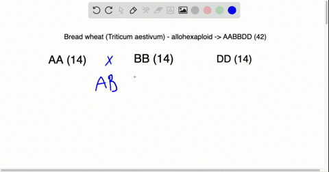 in-this-chapter-you-read-that-bread-wheat-triticum-aestivum-is-an-allohexaploid-containing-two-set-2