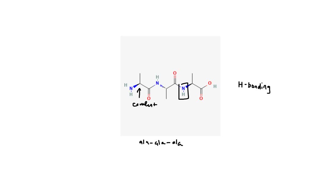 SOLVEDAmino acids are the building blocks of the body's worker