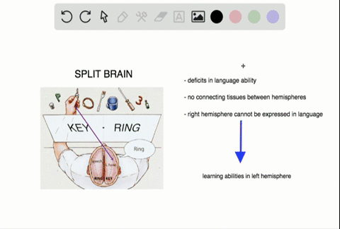 which-of-the-following-conclusions-was-supported-by-experiments-on-split-brain-patients-a-language-a
