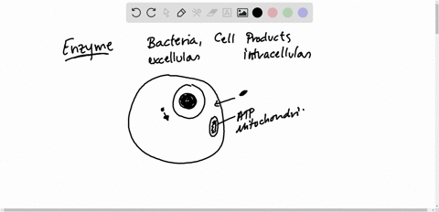 enzymes-contained-in-____________-break-down-worn-out-organelles-bacteria-and-other-particles