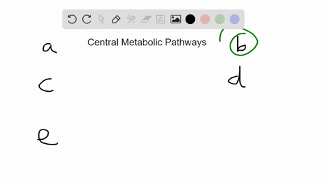 the-central-metabolic-pathways-are-a-glycolysis-and-the-tca-cycle-only-b-glycolysis-the-tca-cycle-an