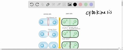 the-division-of-the-cytoplasm-during-cell-division-is-referred-to-as-a-cytoplasm-splicing-b-cytokine