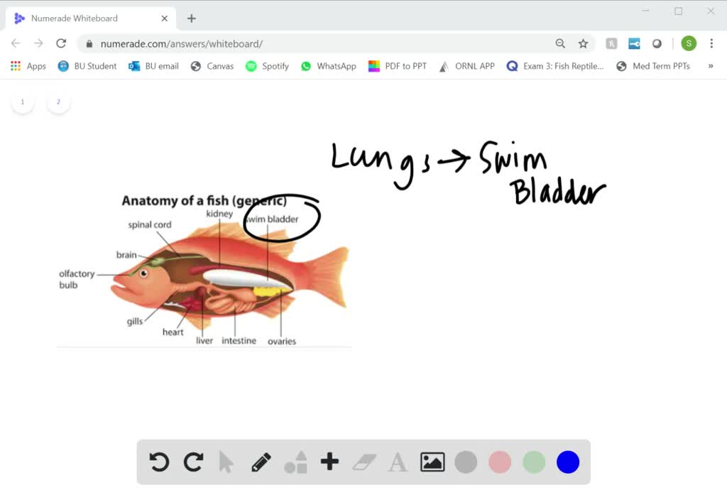 SOLVEDA swim bladder is a gasfilled sac that helps fish maintain