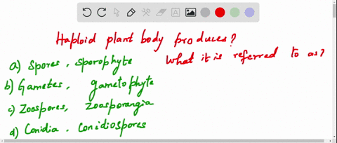 the-haploid-plant-body-produces-and-is-referred-to-as-a-spores-sporophyte-b-gametes-gametophyte-c-zo