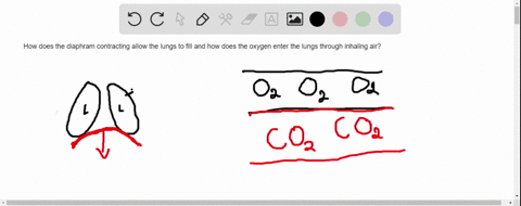 describe-how-contraction-of-the-diaphragm-allows-the-lungs-to-fill-and-how-oxygen-from-inhaled-air-2