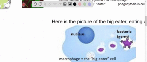 the-gram-negative-bacterium-yersinia-pestis-the-causative-agent-of-the-plague-is-extremely-virulent-