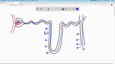 the-fluids-deep-in-the-medulla-of-the-kidney-have-a-much-higher-solute-concentration-than-those-in-t