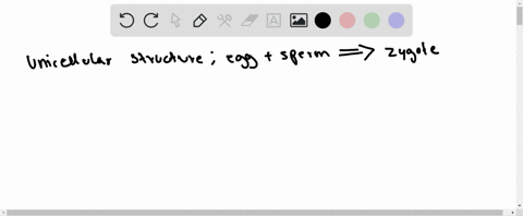 what-begins-as-a-single-cell-structure-that-is-created-when-a-sperm-and-egg-merge-at-conception-a-em
