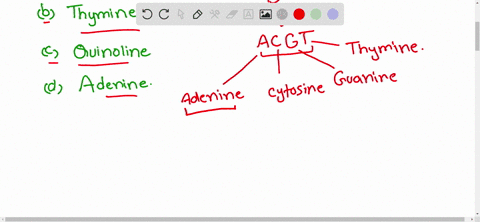 which-one-of-the-following-bases-is-not-present-in-dna-a-cytosine-b-thymine-c-quinoline-d-adenine-2