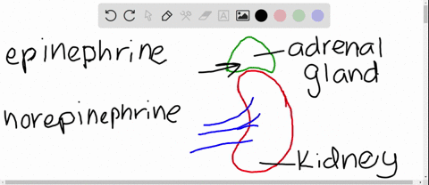 _____________-secretes-epinephrine-and-norepinephrine-helping-to-arouse-the-body-during-times-of-str