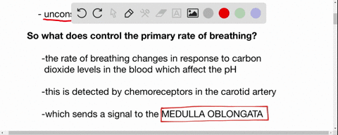 in-humans-the-rate-of-breathing-is-primarily-controlled-by-the-a-lungs-b-cerebrum-c-medulla-oblongat