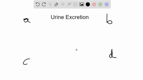 which-of-the-following-indicates-the-correct-order-of-the-structures-through-which-urine-would-pass-