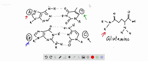which-is-not-a-nucleotide-base-in-dna-a-adenine-b-guanine-c-glutamine-d-thymine-e-cytosine