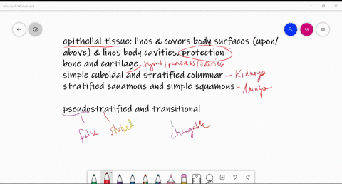 which-of-these-is-not-a-type-of-epithelial-tissue-a-simple-cuboidal-and-stratified-columnar-b-bone-a