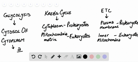 where-in-a-cell-does-glycolysis-take-place-in-both-prokaryotes-and-eukaryotes-a-the-cytosol-b-the-mi